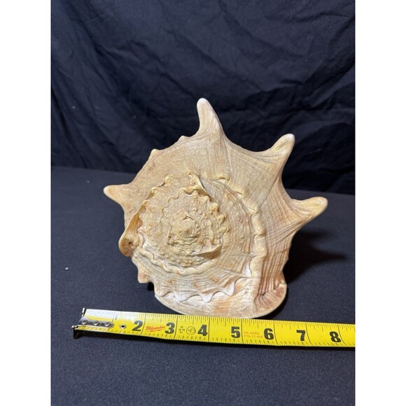 Queen Helmet Conch Sea Shell Cassis Cornuta 9" Nautical Coastal Decor 2.1 lbs - Picture 11 of 12